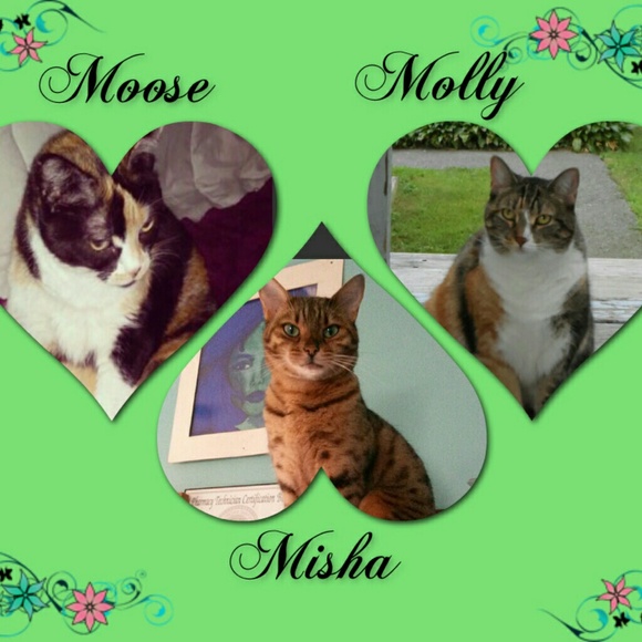 🧿 Meet Your Posher 🧿 - Picture 3 of 6