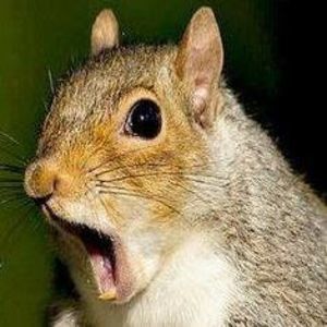 Meet your Posher, Shelly