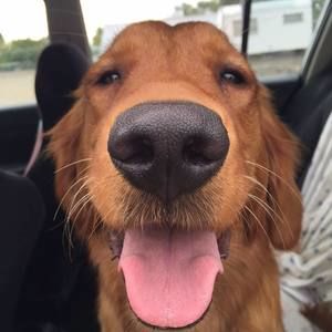 Meet your Posher, Annaliese