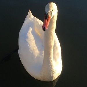 Meet your Posher, Erika