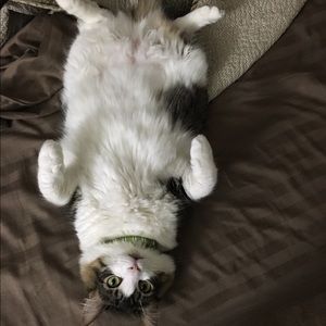 Can haz more clothes plz? 4 me to sleep on, thx.