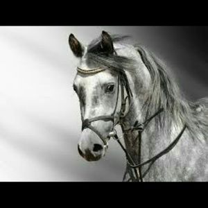 Meet your Posher, Renee