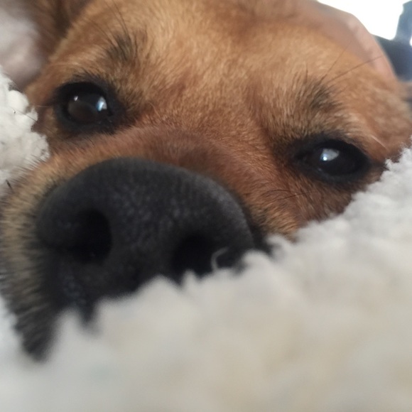 Meet your Posher, Hennessy - Picture 5 of 8