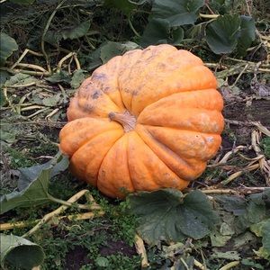 Meet your Posher, Emma