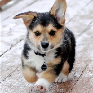 Meet your Posher, Diana