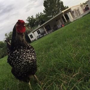 Meet your Posher, Nikki