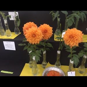 Meet your Posher, Chrissy