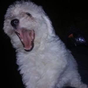 Meet your Posher, Cesar