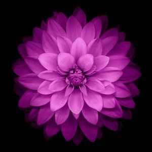 Meet your Posher, Allyssa