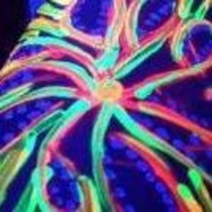 Meet your Posher, Maggie