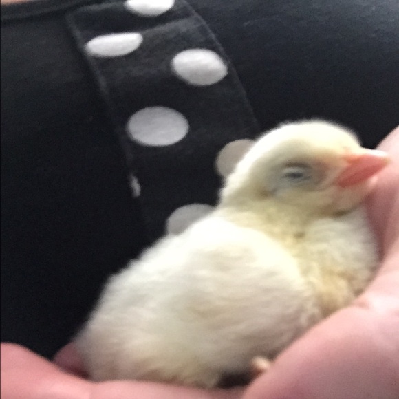 Meet your Posher, Barbara