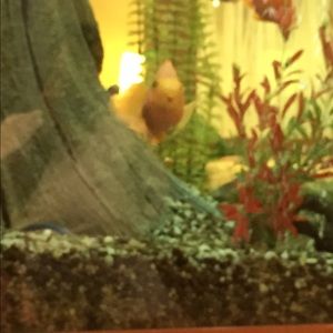 Meet your Posher, Chaya