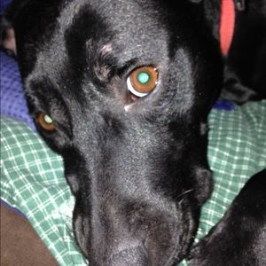 Meet your Posher, Genevieve