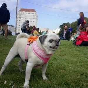 Meet your Posher, Trixie