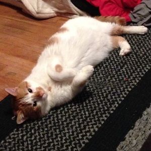 Meet your Posher, Alexis