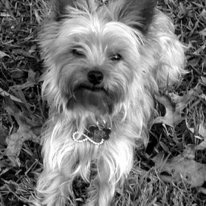 Meet your Posher, Brandy