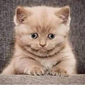 Meet your Posher, Chula