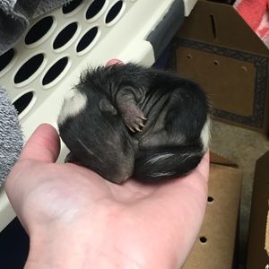 Meet your Posher, Ruthie