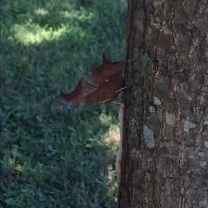 Meet your Posher, Priscilla