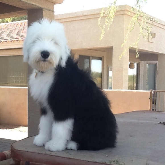 Meet your Posher, Diane - Picture 1 of 1