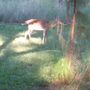 Meet your Posher, Reneta