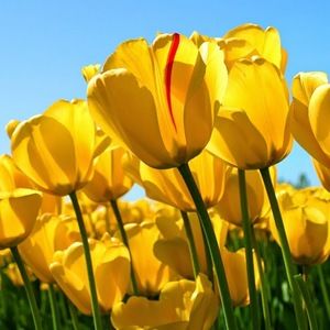 Meet your Posher, Arica