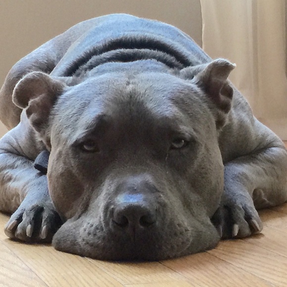 Meet your Posher, Samantha - Picture 1 of 1