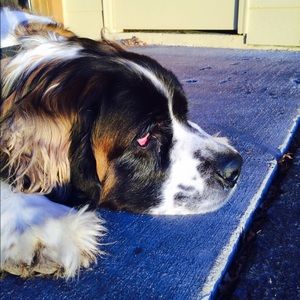 Meet your Posher, Morgan