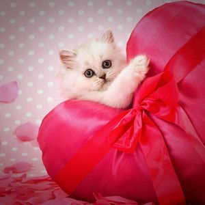 Meet your Posher, Sammy