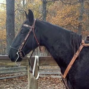 Meet your Posher, Connie