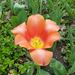 Meet your Posher, Vrgz