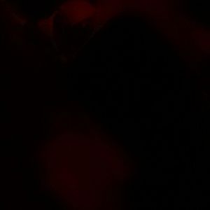 Meet your Posher, Donnoda