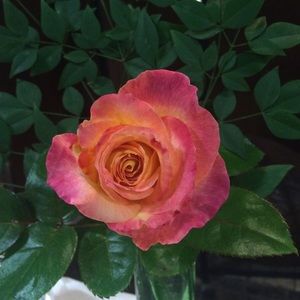 Meet your Posher, Healthy