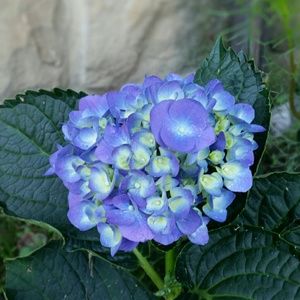 Meet your Posher, Mel