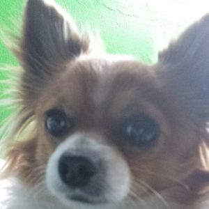 Meet your Posher, Teddy