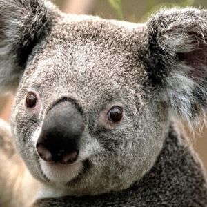 Meet your Posher, Audrey