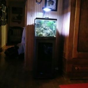 Saltwater tank