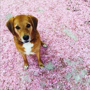 Meet your Posher, Annie