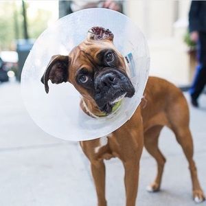 Meet your Posher, Julian