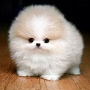 Meet your Posher, Reginald