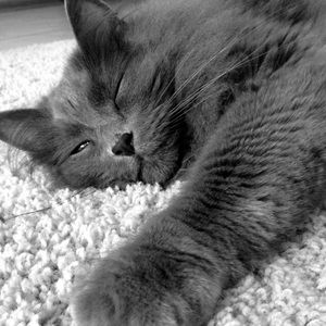 Meet your Posher, Sasona