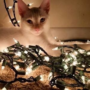 Meet your Posher, Alice