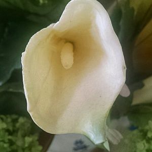 Meet your Posher, Michele