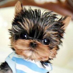 Meet your Posher, Ying