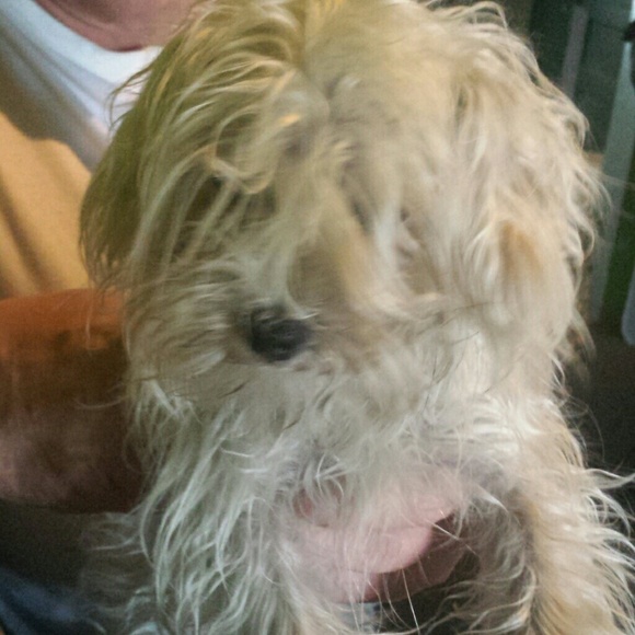 Meet your Posher, Shari - Picture 1 of 1