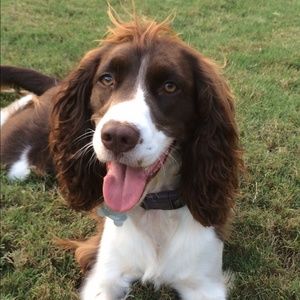 Meet your Posher, Annabelle