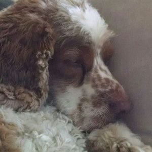 Meet your Posher, Sena