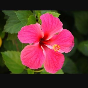 Meet your Posher, Bianca