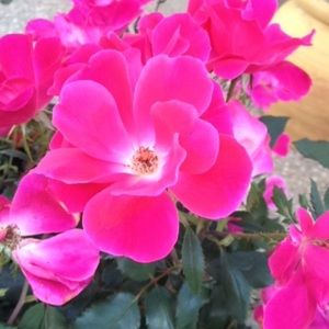 Meet your Posher, Kaitlyn