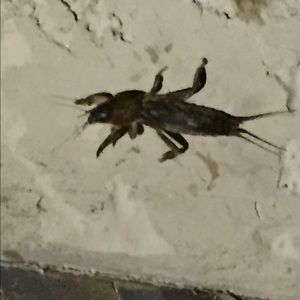 Meet your Posher, Steve